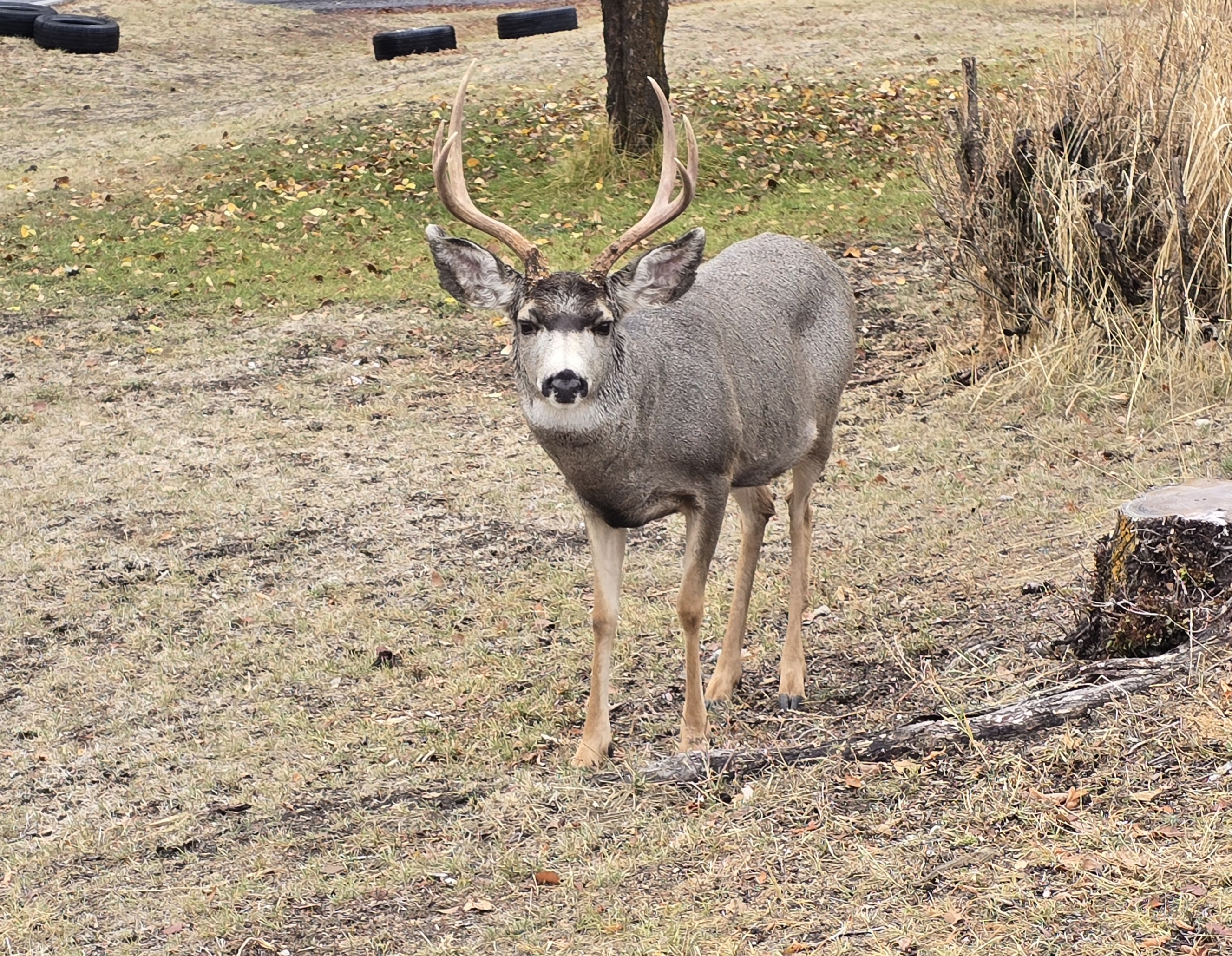 WDFW Use of Deer Decoys in Washington State